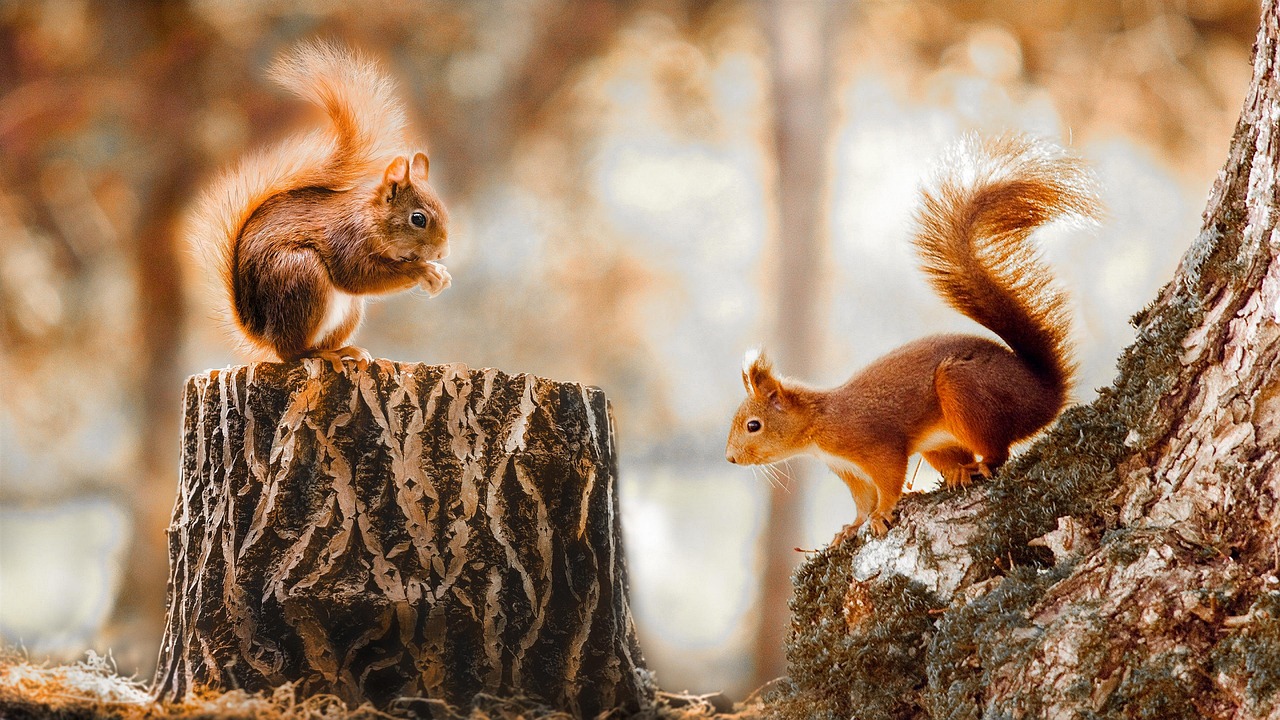 Ecureuils sur un tronc d'arbre